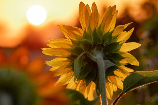 Rückansicht einer Sonnenblume, die ihre Blüte zur Sonne wendet, Symbol für Energiewende