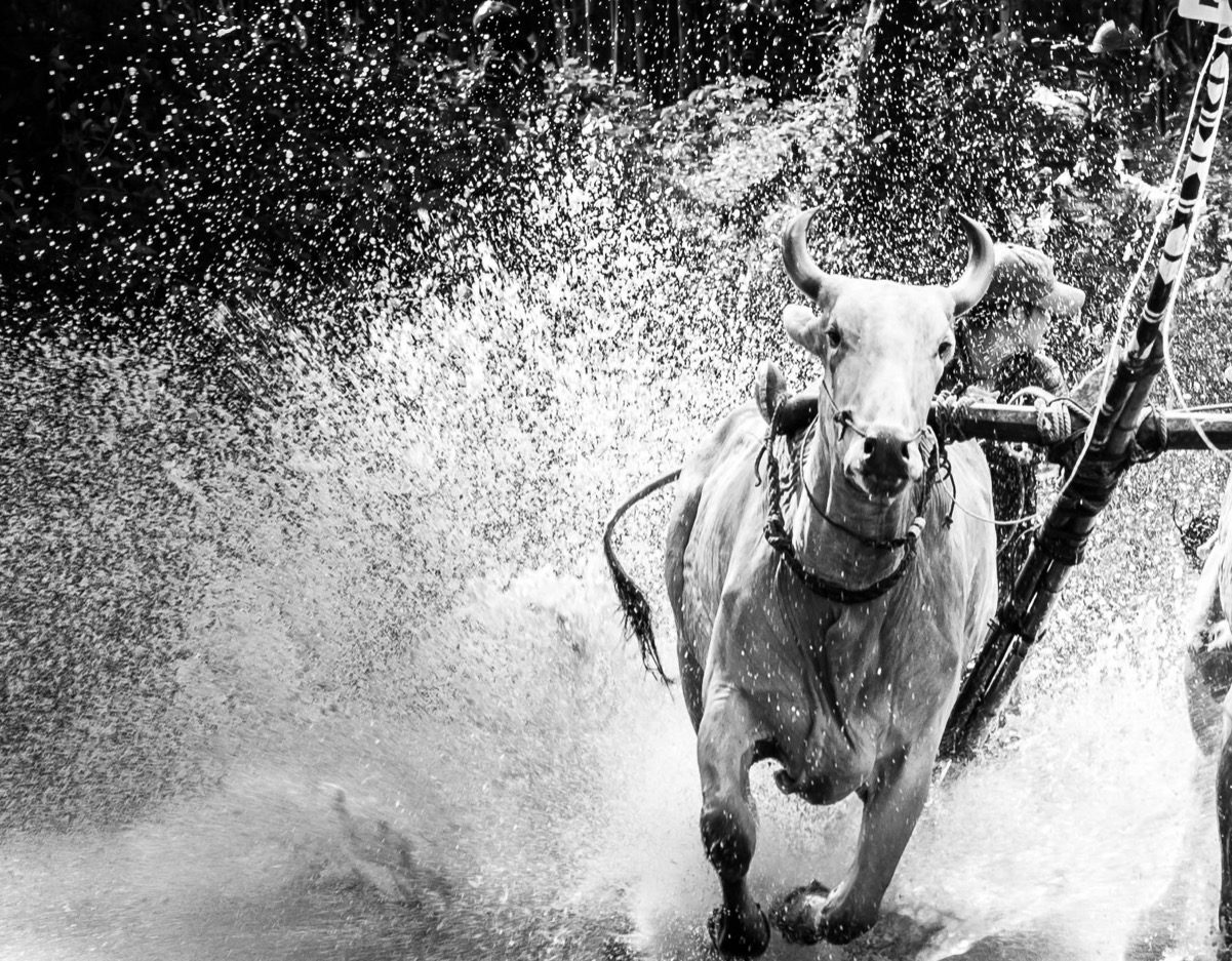 Stier treibt Mühlrad an, Symbol für regenerative Energie